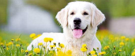 L’allergie chez les chiens