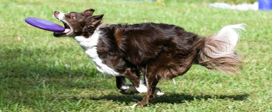 Mon chien est hyperactif : que faire ?