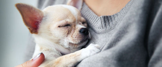 Pourquoi mon chien tremble ?