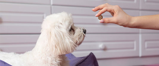 Compléments alimentaires pour chien : 3 raisons de les adopter !