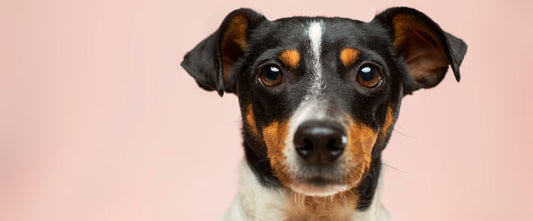 Mon chien vomit, et si c'était une gastrite ?
