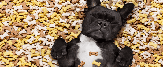 4 Recettes faciles et rapides pour votre poilu !