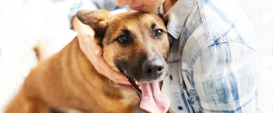 La pancréatite chez le chien : tout savoir