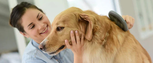 Prendre soin de l’hygiène de son chien : le guide