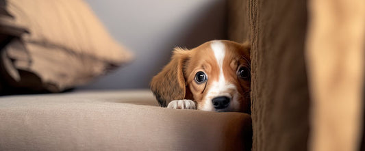 Le stress chez le chien