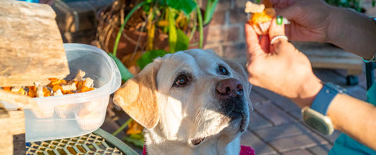 Do It Yourself: Friandises pour chien à la patate douce