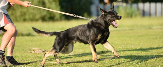 chien agressif tenu en laisse