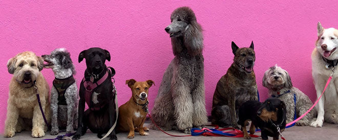 groupe de chiens de différentes tailles assis devant un mur rose