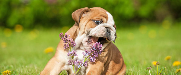 Liste des plantes toxiques pour le chien